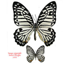 Graphium delesserti palawanus (Philippines)