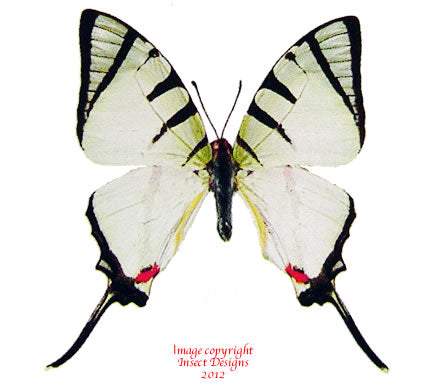 Graphium agetes (Malaysia)