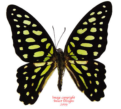 Graphium arycles perinthus (Philippines) A-