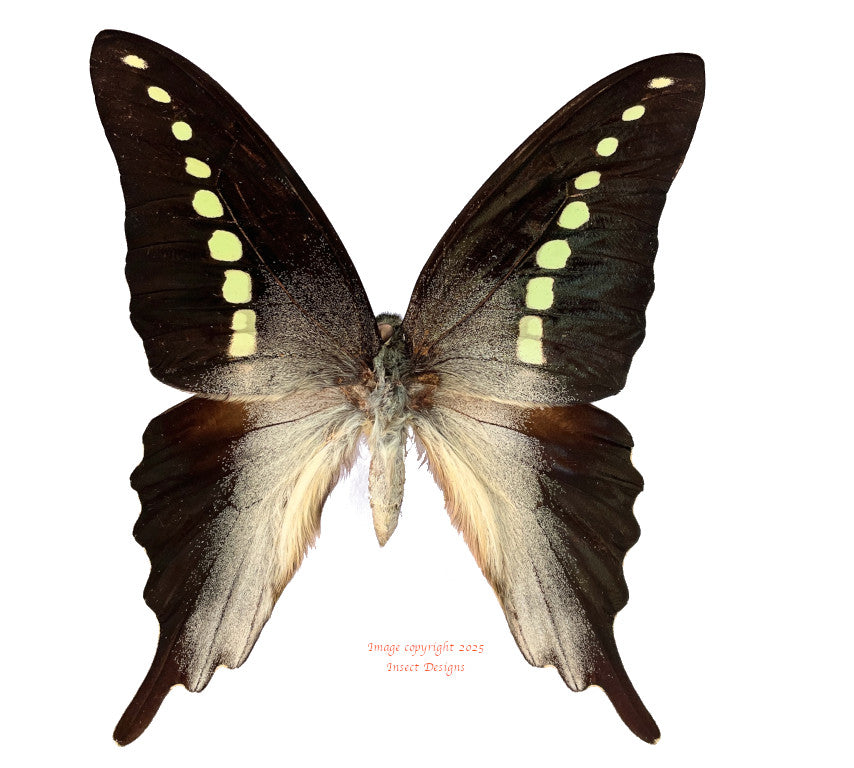 Graphium codrus (Maluku)