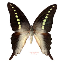 Graphium codrus (Maluku)