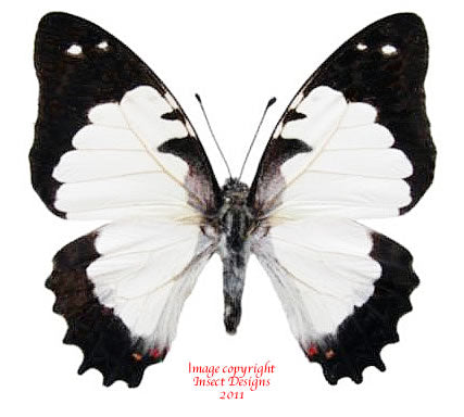 Graphium endochus (Madagacar)