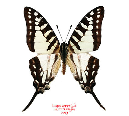 Graphium evombar (Madagascar)