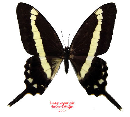 Graphium illyris (RCA) - quality dried butterflies for sale – Insect ...