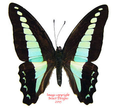 Graphium sarpedon (Malaysia)