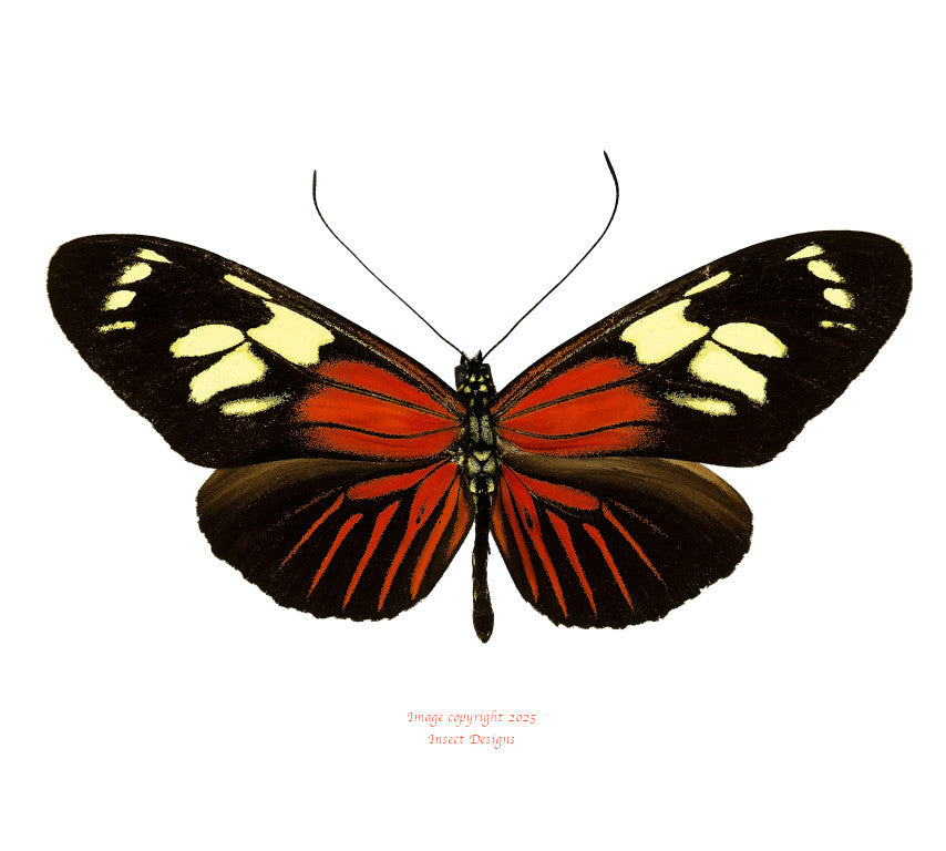 Heliconius burneyi (Peru)