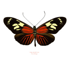 Heliconius burneyi (Peru)