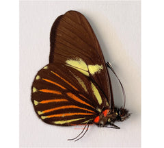 Achonias brassolis negrina (Peru)