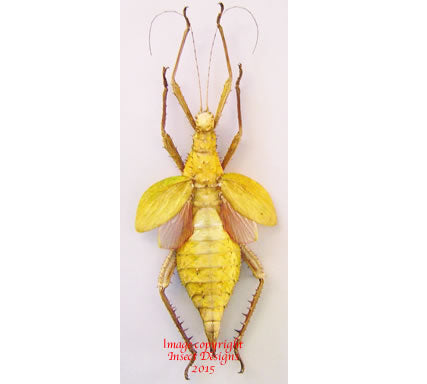 Heteropteryx dilatata (Malaysia) - yellow