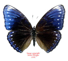 Hypolimnas anomala (Philippines) A-