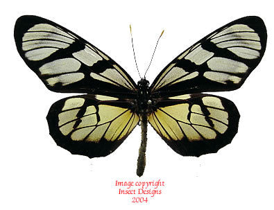 Lycorea ilione (Peru)