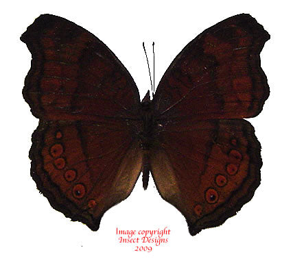 Junonia hedonic ida (Philippines)