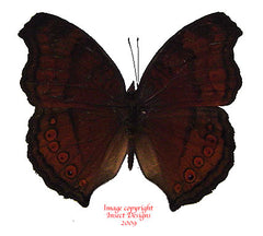Junonia hedonic ida (Philippines)