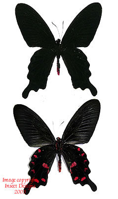 Pachliopta kotzebuea deseilus (Philippines) - male