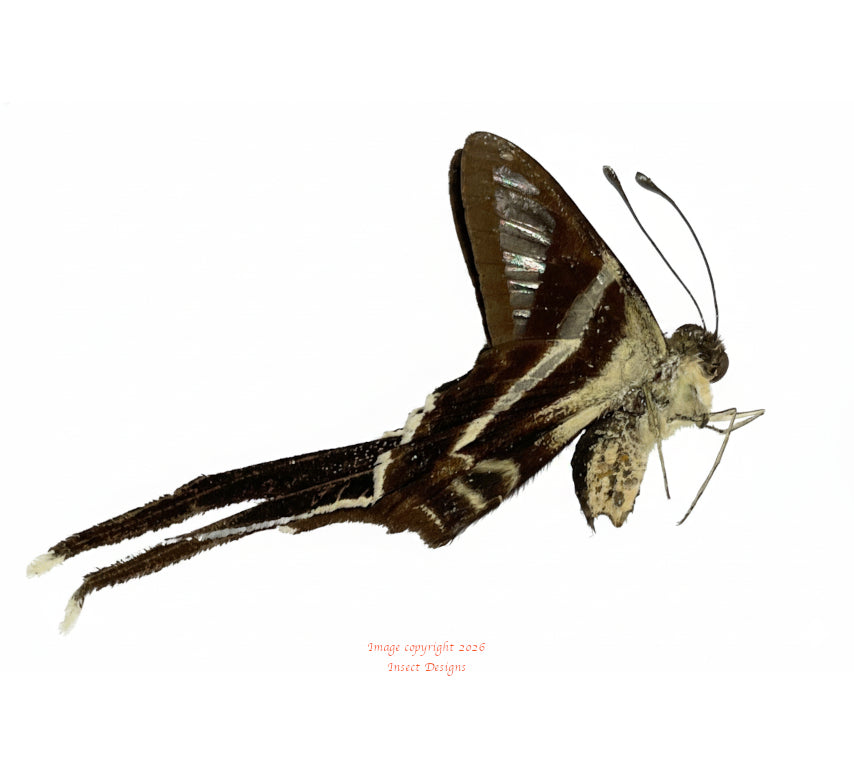 Lamproptera curius curius (Philippines)
