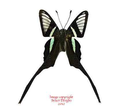 Lamproptera meges decius (Philippines) A2