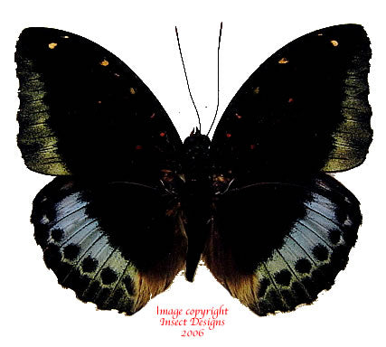 Lexias pardalis tethys (Philippines)