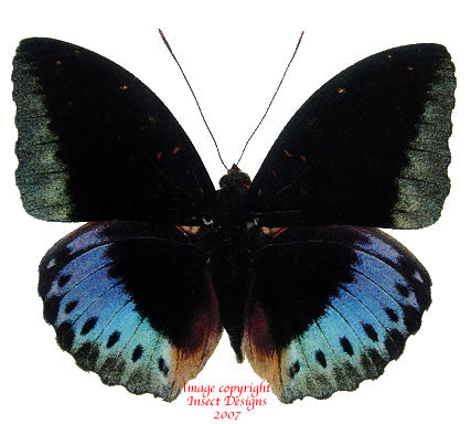 Lexias pardalis ellora (Philippines) - male