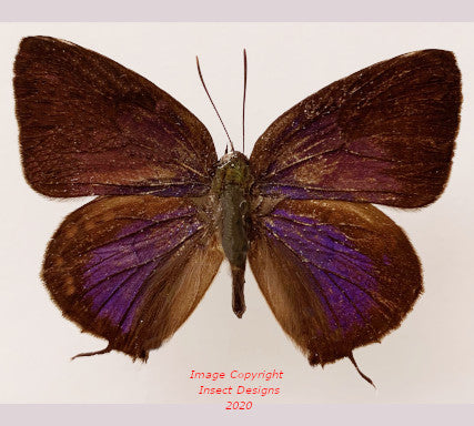 Lycaenidae sp. (Sulawesi)
