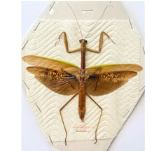 Mantis sp.5 (Malaysia)