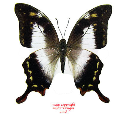 Meandrusa lachinus aribbas (Thailand) - female A-