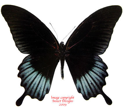 Papilio memnon lowi (Philippines)