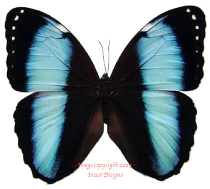 Butterflies at Insect Designs - Morphidae