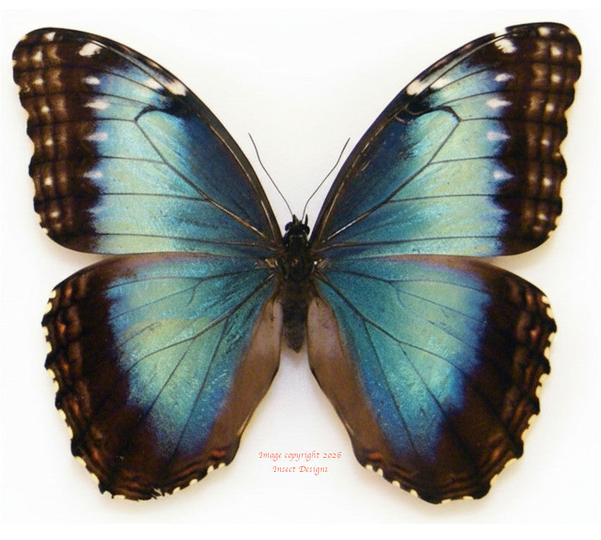 Morpho helenor marinita (Costa Rica) - female A2