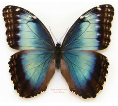 Morpho helenor marinita (Costa Rica) - female A2