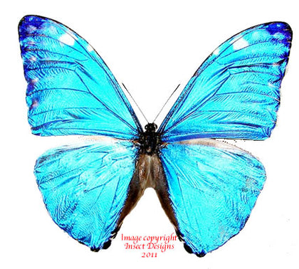 Butterflies at Insect Designs - Morphidae