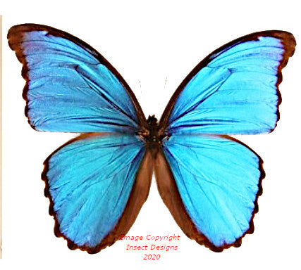Morpho menelaus alexdrovna (Peru)