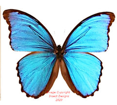 Morpho menelaus alexdrovna (Peru)