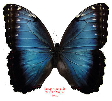 Morpho helenor peleides (Colombia) - female