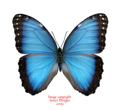 Butterflies at Insect Designs - Morphidae