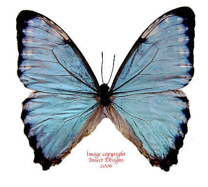 Morpho portis (Brazil)