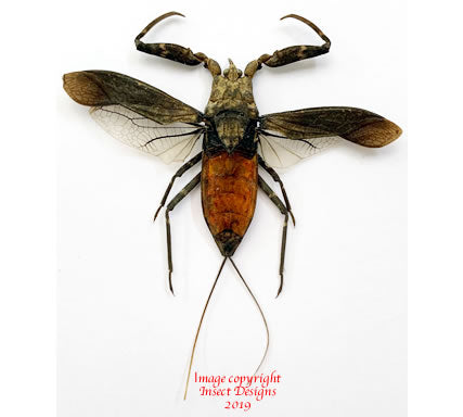 Java Winged Leaf Insect Nepa rubra (Java) - quality dried insects for sale – Insect Designs