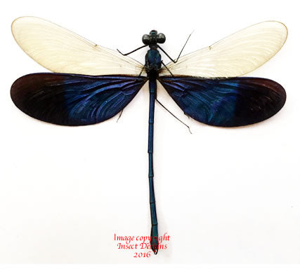 Neurobasis kaupi (Sulawesi)