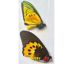 Ornithoptera goliath titan supremus pair (Papua) - Australian customers only