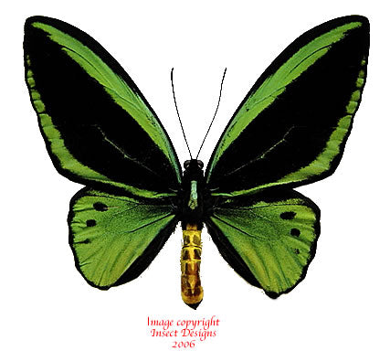 Ornithoptera priamus poseidon pair (Papua)- Australian customers only