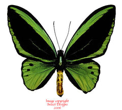 Ornithoptera priamus poseidon pair (Papua)- Australian customers only