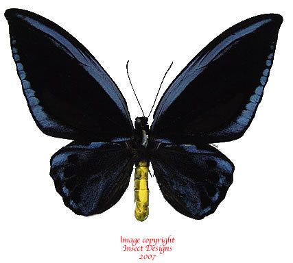 Ornithoptera priamus urvillianus pair (Papua)- Australian customers only
