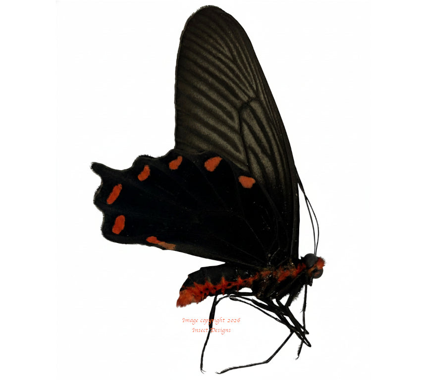 Pachliopta antiphus brevicauda (Philippines)