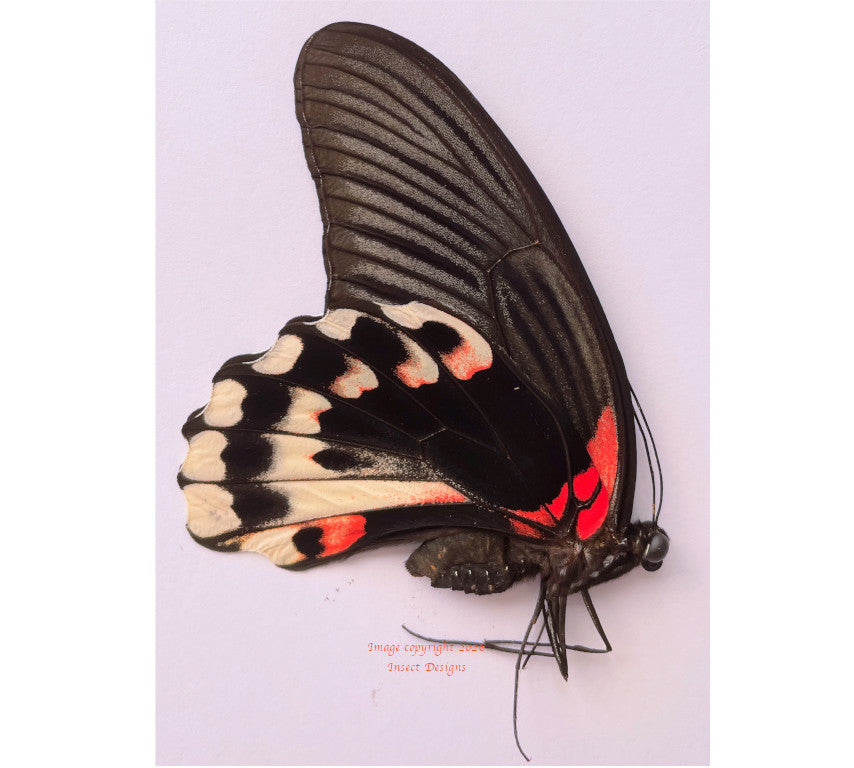 Menelaides deiphobus rumanzovia aberration (Philippines) - female