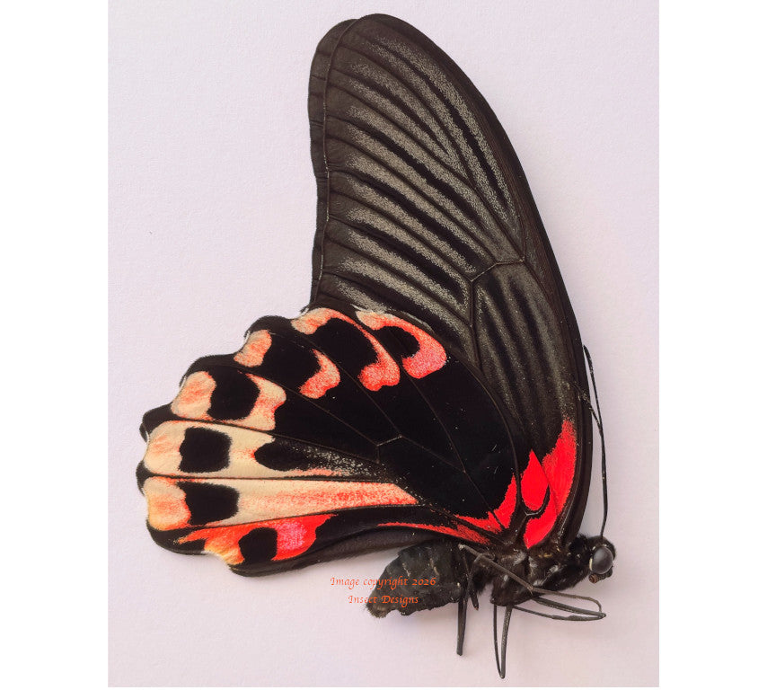 Menelaides deiphobus rumanzovia aberration (Philippines) - female