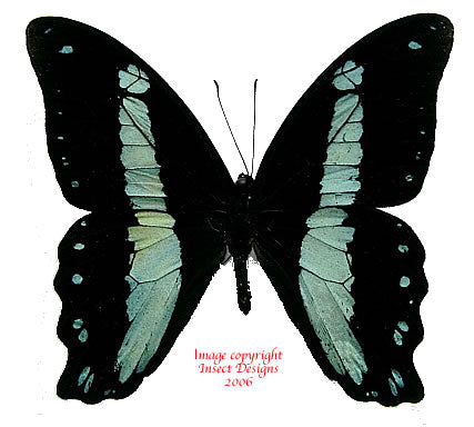 Papilio bromius / nireus? (Cameroon)