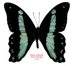 Papilio bromius / nireus? (Cameroon)