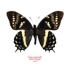 Papilio cacicus mendozaensis (Peru)