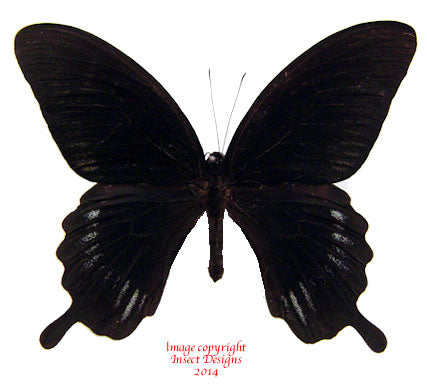 Papilio deiphobus deiphobus (Seram) - male