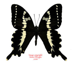 Papilio delalandei (Madagascar) A2
