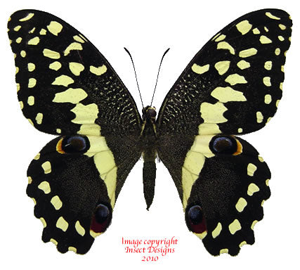 Papilio demodocus (Madagascar) A-